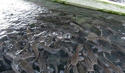 Panel sues for peace over fish death at Epe pond