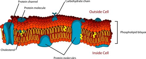 26.9: Phospholipids - Chemistry LibreTexts