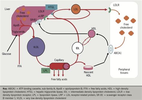 Lipids module 1: lipid metabolism and its role in atherosclerosis | The ...