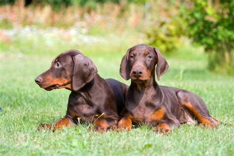 77+ Puppy Brown Doberman Pinscher - l2sanpiero