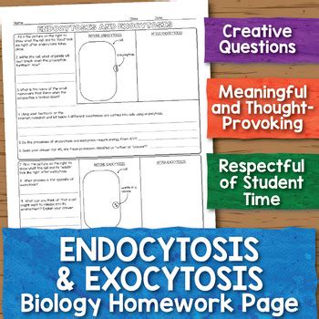 Endocytosis and Exocytosis Biology Homework Worksheet by Science With ...