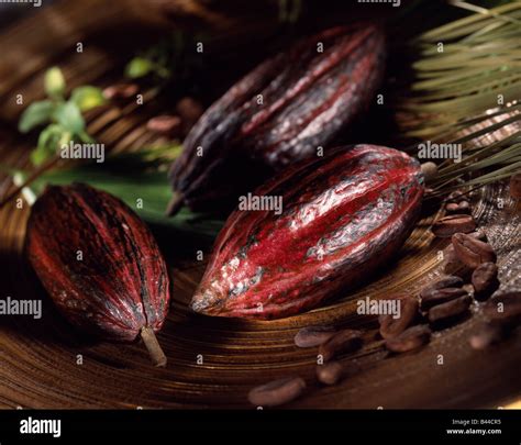 cocoa bean pod Stock Photo - Alamy