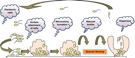 5 Stages involved in biofilm development. | Download Scientific Diagram
