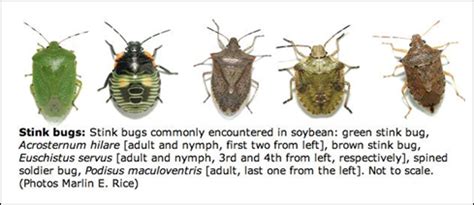 Stink Bug Nymphs in Corn – Integrated Pest and Crop Management – UW–Madison