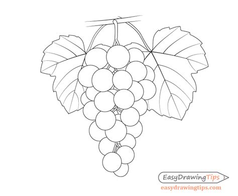 How to Draw Grapes Step by Step Tutorial - EasyDrawingTips