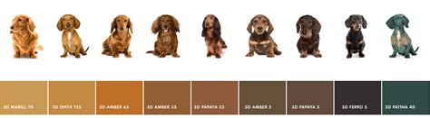 Dachshund Color Chart