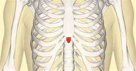 The room homosexual tofu burning pain bottom of ribs Mechanics bottom ...