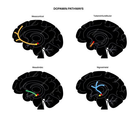 Premium Vector | Dopamine pathway in the human brain. monoamine ...