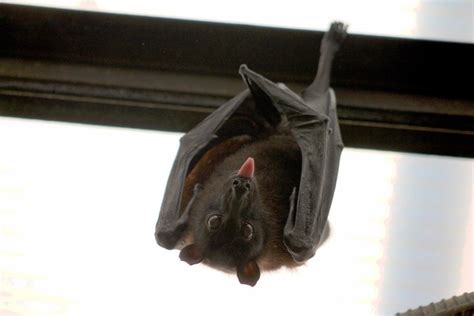 Do Owls Eat Bats? Your Questions Answered! - Optics Mag