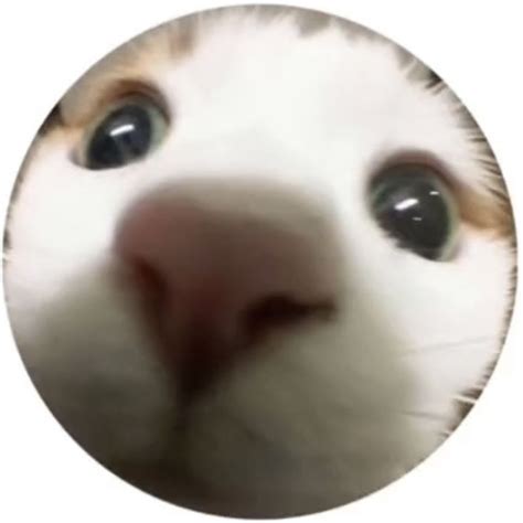 Round icon pfp cute cat fish eye big eyes aesthetic Y2K profile picture ...