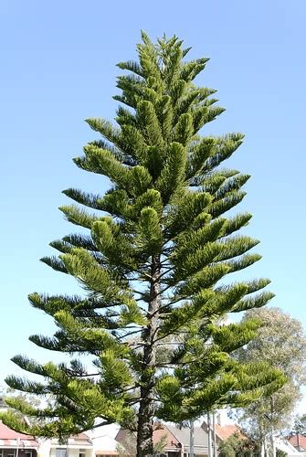 Araucaria columnaris 070714-2699 | Planted tree in Leichhard… | Flickr