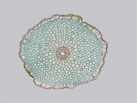 Monocot Root Cross Section - BryannatuCaldwell