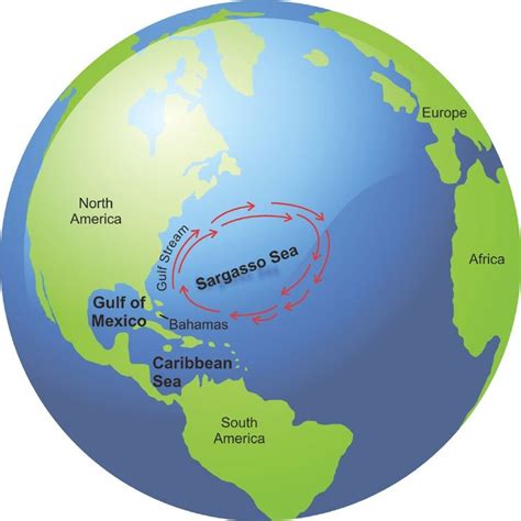 4.2: Location of the Sargasso Sea, Gulf of Mexico and Caribbean, where ...