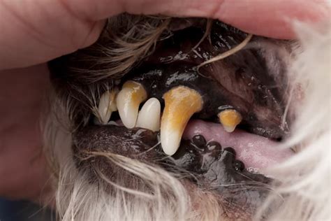 Evidence-Based Guide to Dental Treats for Dogs - Nom Nom