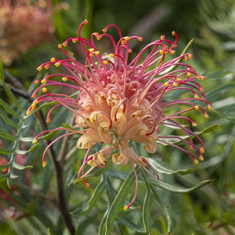 Grevillea ‘Superb’ | Australian Plants Society