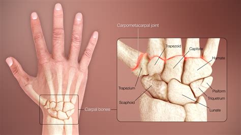 Carpal bones - Wikiwand