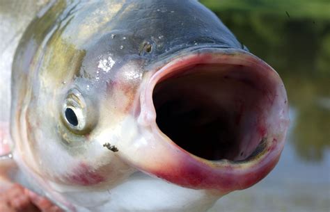 Invasive silver carp fish found in Texas waters