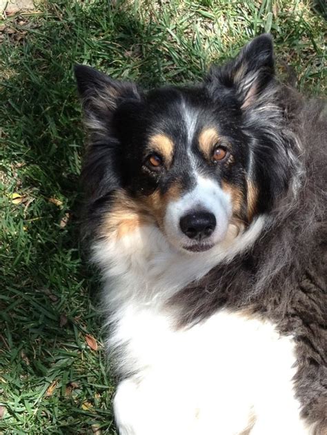 My Border Collie Aussie mix! : r/aww