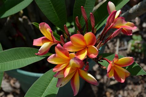 Succulent Bromeliads and others : Rooting Plumeria Cuttings Using The ...