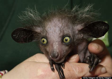 11 Of The Scariest Looking Creatures In The Animal Kingdom | HuffPost ...