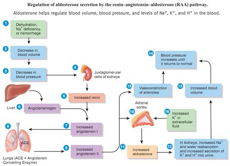 The Renin Angiotensin Aldosterone Reflex