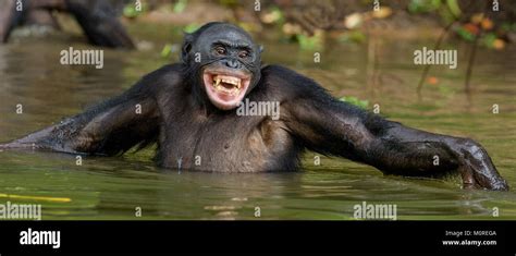 Gorilla Smiling