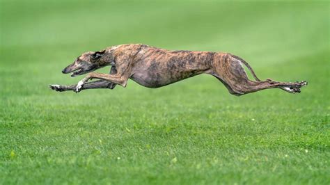 Fastest dog breeds: Greyhound, Dalmatian, Whippet, Saluki