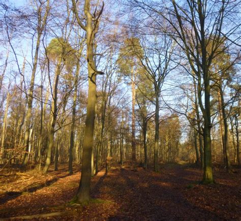 Thetford forest - Sally Pudney