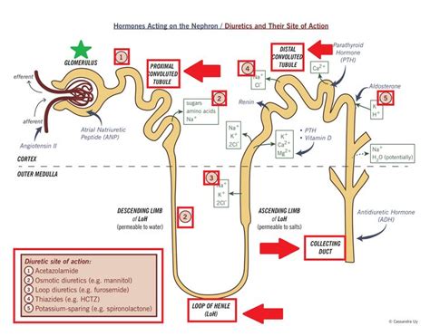 loop diuretics - Google Search | Medical school essentials, Nursing ...