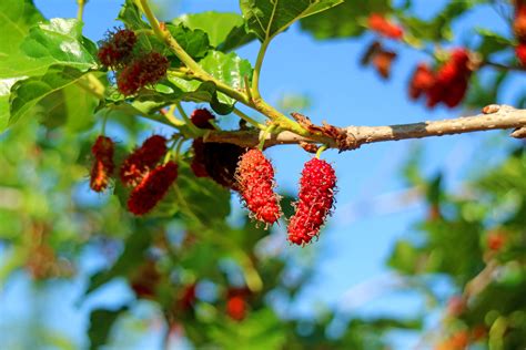 Mulberry Tree Planting