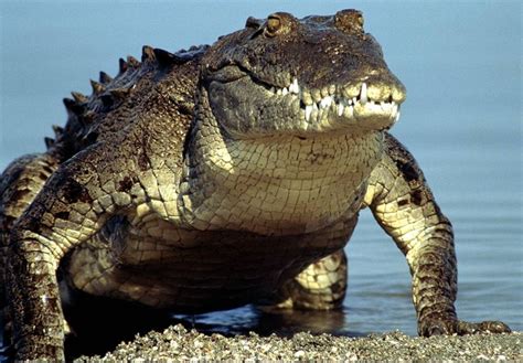 Monster Crocs: How Big Can Crocodiles Get? - HubPages