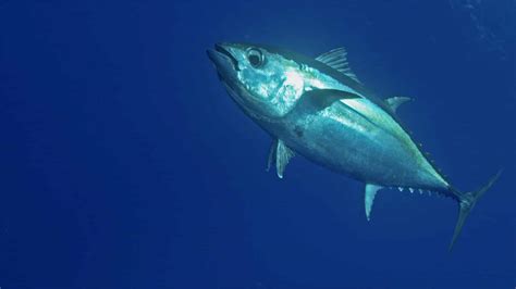 Tips For Blackfin Tuna In The Keys – BDOutdoors | Bloodydecks