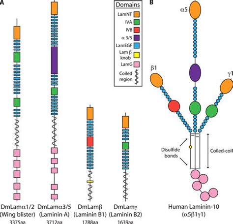 Molecular characteristics of laminin chains and heterotrimers. (A) The ...