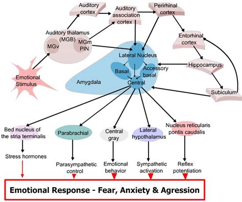 Amygdala function, location & what happens when amygdala is damaged