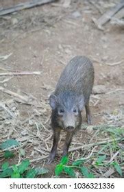 Critically Endangered Pygmy Hog Pygmy Hog Stock Photo 1036321336 ...