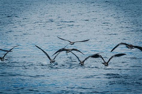 White Seagull · Free Stock Photo