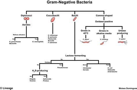 Gram-Negative Bacteria - Microbiology | Microbiology, Gram negative ...