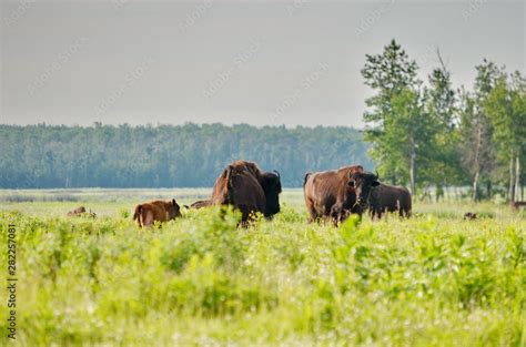 Wood Bison at Elk Island National Park Stock Photo | Adobe Stock