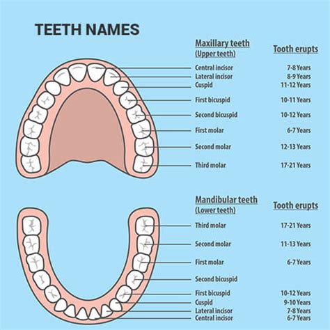 The 4 Types Of Teeth And Their Functions