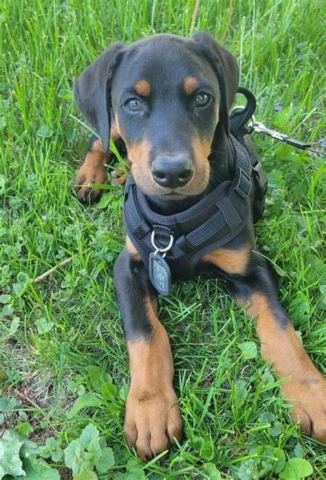 Gunner is 6.7% Rottweiler? | Page 2 | Doberman Forum : Doberman Breed ...