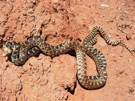 Gopher snakes - close view: Sheets Gulch, Utah