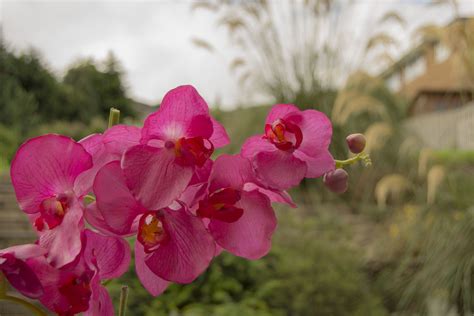 The Best Kind Of Water For Plants - Flower Press