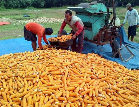 Panen Jagung dan Pasca Panen Jagung | CV Berkah Amanah