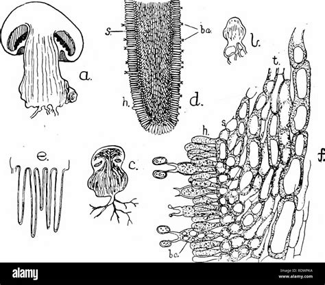 . An introduction to the structure and reproduction of plants. Plant ...