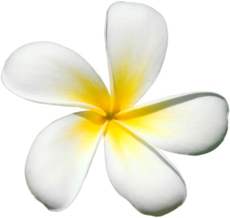 Plumeria flower png, Plumeria flower png Transparent FREE for download ...