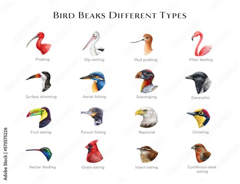 Bird Beaks Different Types Illustration Set Hand Drawn Various Bird ...