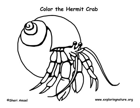 Hermit Crab No Shell Coloring Page