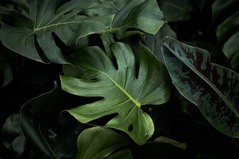 HD wallpaper: beautiful, green leaves, monstera | Wallpaper Flare