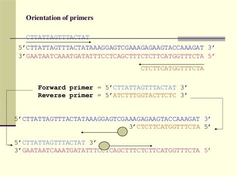 Sigma Pcr Primer Design Guide - drarchanarathi WALLPAPER