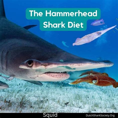 What Do Hammerhead Sharks Eat? - Dutch Shark Society